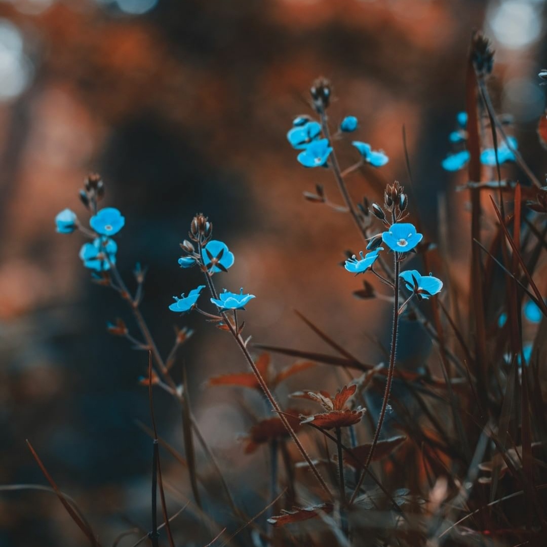 آزاده کبریا چشم به راه